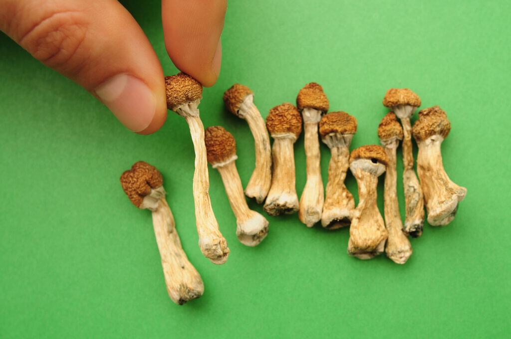 Dried psilocybin mushrooms on green background, hand holding one small specimen close up.