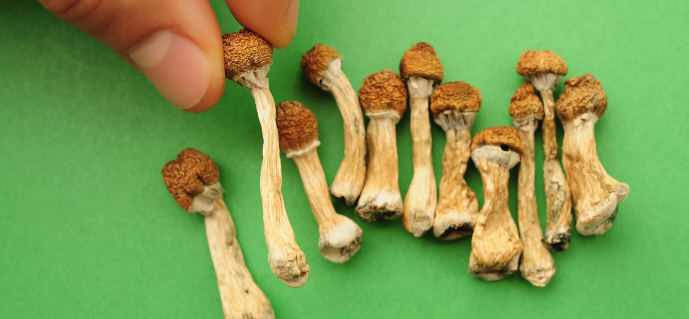 Dried psilocybin mushrooms on green background, hand holding one small specimen close up.