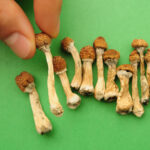 Dried psilocybin mushrooms on green background, hand holding one small specimen close up.