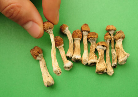 Dried psilocybin mushrooms on green background, hand holding one small specimen close up.