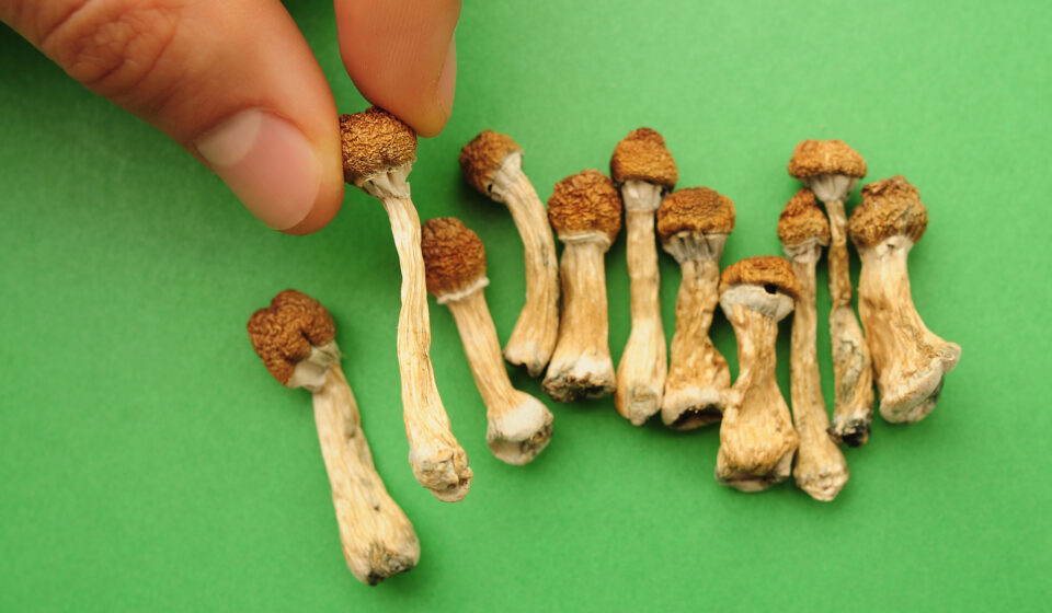 Dried psilocybin mushrooms on green background, hand holding one small specimen close up.