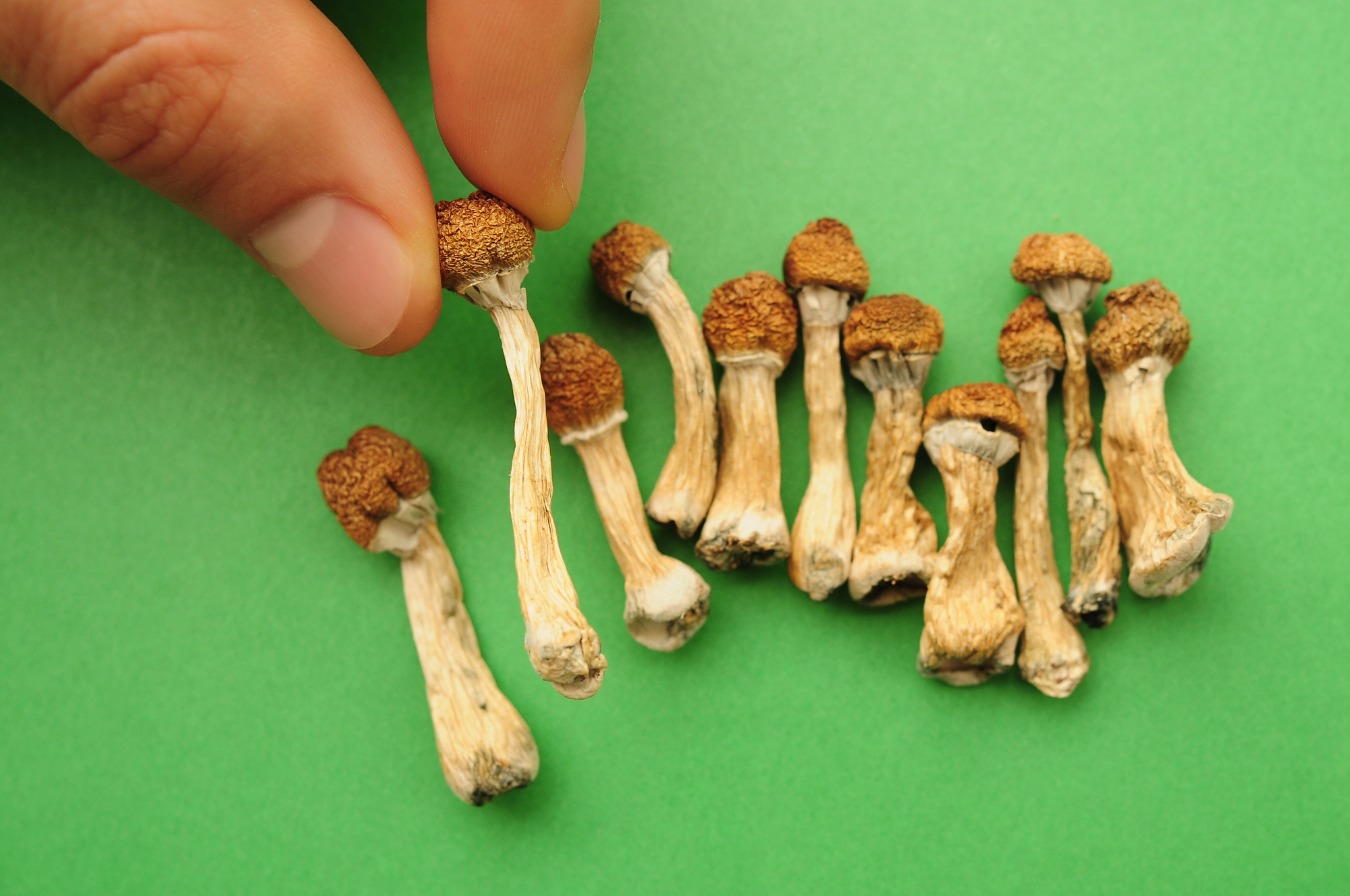 Psychedelic Mushroom SEO in 2026: Why “What You Can Legally Sell” Has to Drive Every Keyword Decision
