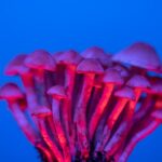Cluster of mushrooms illuminated with red and blue neon lighting against a vivid blue background