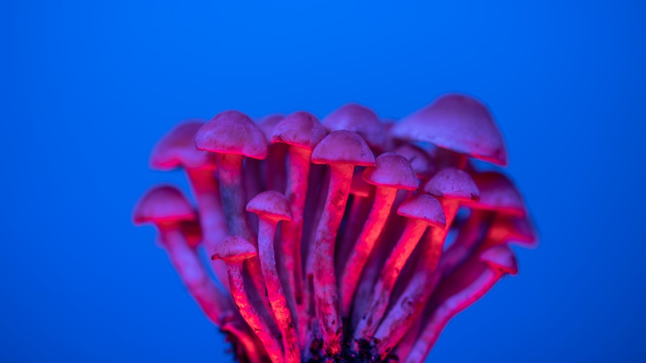 Cluster of mushrooms illuminated with red and blue neon lighting against a vivid blue background