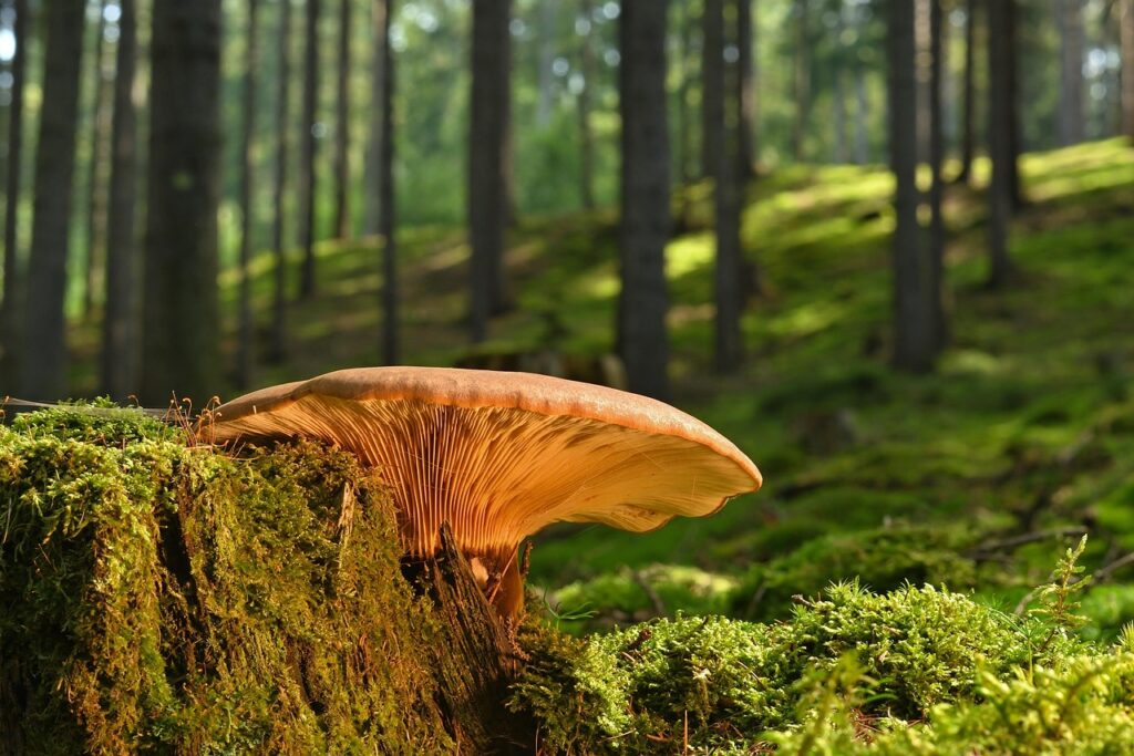 Mushroom on a mossy tree stump