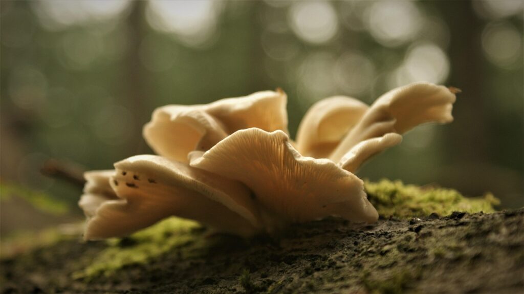 Oyster mushrooms in the forest