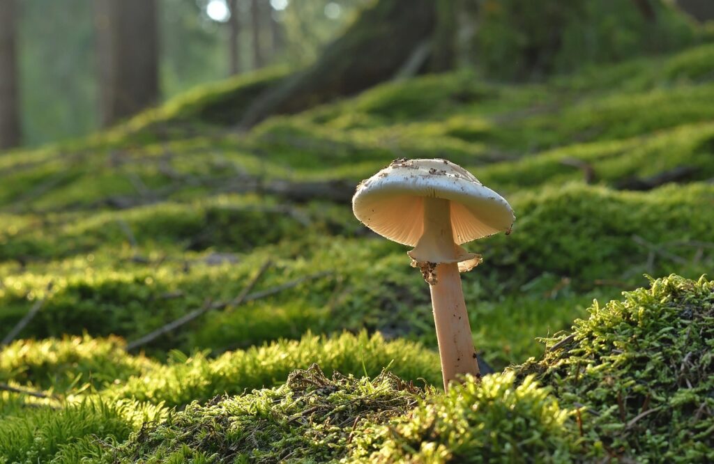 Mushroom growing in moss in summer
